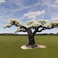 Tall Tree with White Blossoms Spreading Branches Dark Trunk in Green Grassland Under Blue Sky