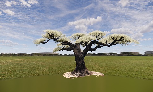 Spanish Olive Tree European Garden Bonsai Tree Garden Main Tree Chinese Style Tree Villa Plant Ornamental Tree 3d model