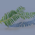 Green Leaf Branch With Slender Leaves And Shadow On Gray Background 3d model