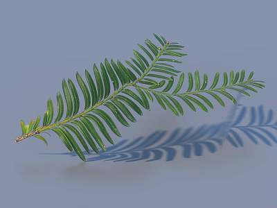 Green Leaf Branch With Slender Leaves And Shadow On Gray Background 3d model