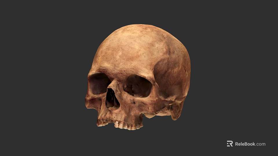 Realistic Human Skull Anatomical Model With Natural Texture And Dark Background 3d model