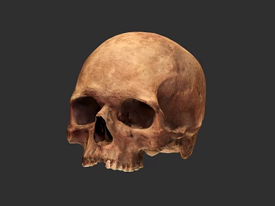 Realistic Human Skull Anatomical Model With Natural Texture And Dark Background 3d model