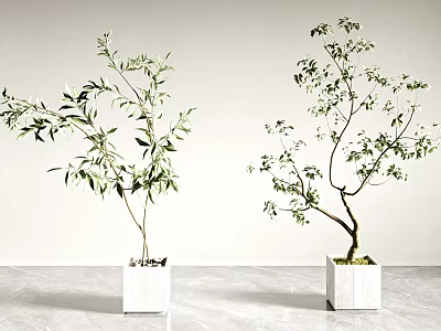 Bonsai Plants In White Square Pots With Green Leaves On Light Background 3d model