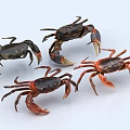 Four Black And Red Crabs As Aquatic Animals In Various Poses On White Background