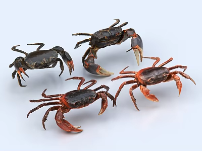 Four Black And Red Crabs As Aquatic Animals In Various Poses On White Background 3d model