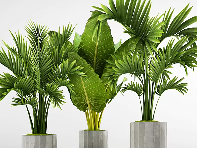 Lush Green Potted Plants With Palm And Large Leaves In Concrete Pots 3d model