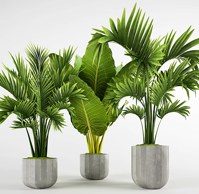 Lush Green Potted Plants With Palm And Large Leaves In Concrete Pots 3d model