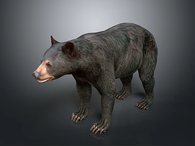 Detailed Black Bear Standing In Natural Pose With Thick Fur And Sharp Claws 3d model
