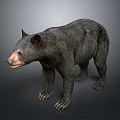 Detailed Black Bear Standing In Natural Pose With Thick Fur And Sharp Claws