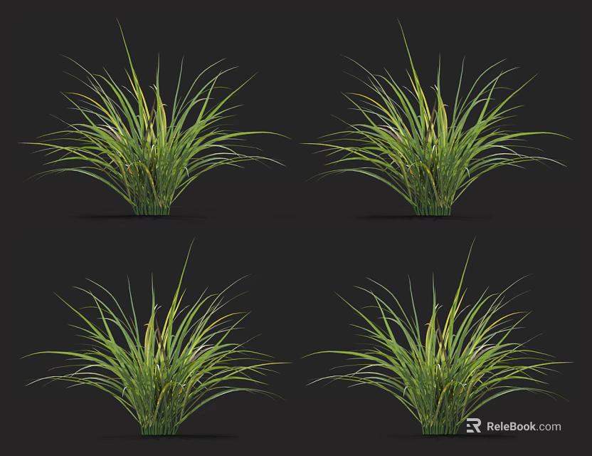 Lush Ornamental Grass Plants with Long Green Leaves on Black Background 3d model 