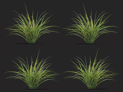 Lush Ornamental Grass Plants with Long Green Leaves on Black Background 3d model