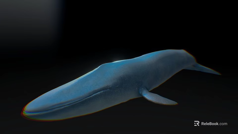 Realistic Blue Whale 3D Model With Smooth Surface On Black Background 3d model