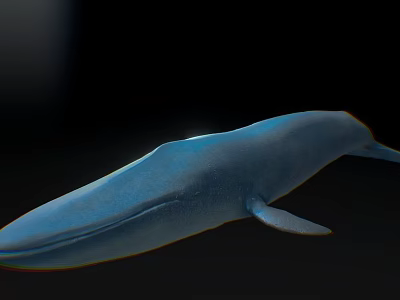 Realistic Blue Whale 3D Model With Smooth Surface On Black Background 3d model
