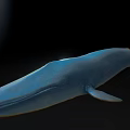 Realistic Blue Whale 3D Model With Smooth Surface On Black Background 3d model