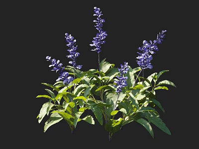 Vibrant Purple Flowers With Green Leaves Growing Upward On Lush Stems 3d model