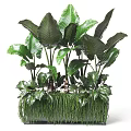 Indoor Decorative Potted Plants With Large Green Leaves And Mixed Foliage In Square Containers