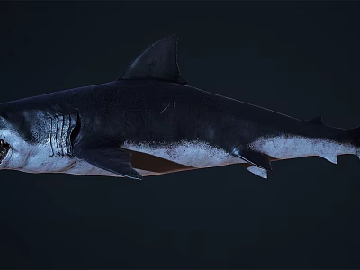 Mighty Shark With Dark Skin Sharp Teeth And Dorsal Fin Swimming In Deep Ocean 3d model