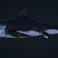 Mighty Shark With Dark Skin Sharp Teeth And Dorsal Fin Swimming In Deep Ocean