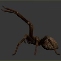 Brown Spider with Large Body and Eight Long Legs on Gray Background