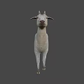 White Goat with Curved Horns Standing on Gray Background
