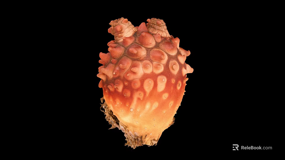 Deep Sea Orange Red Marine Creature With Spherical Surface Bumps And Unique Structure 3d model 