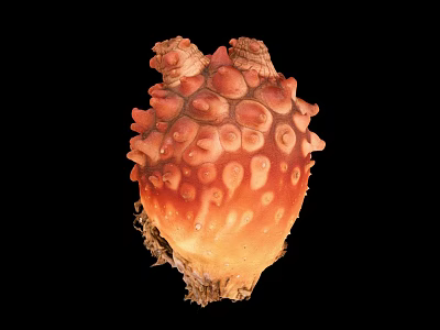 Deep Sea Orange Red Marine Creature With Spherical Surface Bumps And Unique Structure 3d model