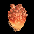 Deep Sea Orange Red Marine Creature With Spherical Surface Bumps And Unique Structure