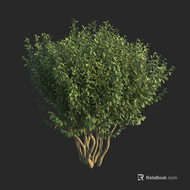 Lush Green Shrub With Dense Foliage And Multiple Branches For Garden 3d model 