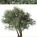 Olive Trees With Lush Green Foliage And Thick Trunks In Natural Setting 3d model