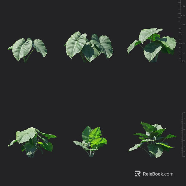 Lush Green Leafy Plants Displayed From Various Angles With Vibrant Foliage 3d model 