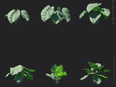 Lush Green Leafy Plants Displayed From Various Angles With Vibrant Foliage 3d model