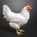 White Chicken With Red Comb Wattle And Yellow Feet On Dark Background