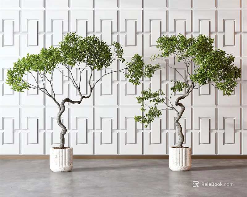 Bonsai Trees With Curved Trunks Lush Green Leaves In White Cylindrical Pots White Geometric Wall 3d model 