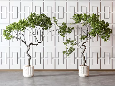 Bonsai Trees With Curved Trunks Lush Green Leaves In White Cylindrical Pots White Geometric Wall 3d model