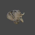 Ancient Dinosaur Skull Fossil With Prehistoric Bone Structure And Detailed Texture