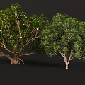 Lush Green Shrub With Dense Vibrant Foliage And Healthy Branch Growth