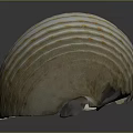 Marine animal with white spiral shell featuring yellow spots and stripes on dark background