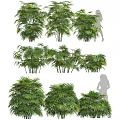 Various Bamboo Varieties with Lush Green Foliage and Tall Stems