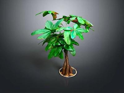 rich tree asparagus flowers potted indoor plants green planting indoor bonsai flowers and plants 3d model