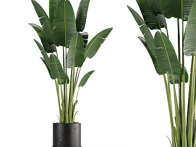 Large Green Leaf Potted Plants In Black Pots For Indoor Decorative Greenery 3d model