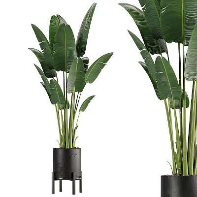 Large Green Leaf Potted Plants In Black Pots For Indoor Decorative Greenery 3d model