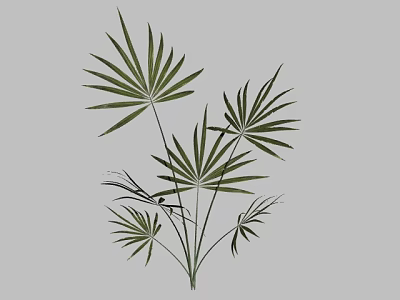 Green Fan Palm Bonsai Potted Plant With Slender Stems And Lush Leaves 3d model