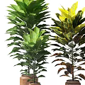 Various Green Leafy Potted Plants With Colorful Foliage For Indoor Decoration