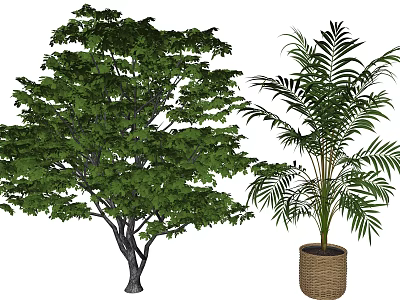 Broadleaf Arbor And Palm Tree In Wicker Pot With Lush Green Leaves 3d model