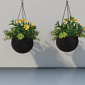 Black Hanging Basket Plants With Yellow Flowers And Green Leaves Hanging On White Wall