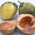 Tropical Fresh Whole And Halved Coconuts Showing Inner Flesh And Brown Shell
