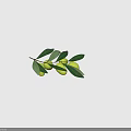 Fresh Olive Branch With Vibrant Green Olives And Lush Green Leaves