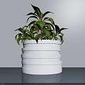 Potted Plant with Lush Green Leaves and Red Edges in White Layered Striped Modern Pot