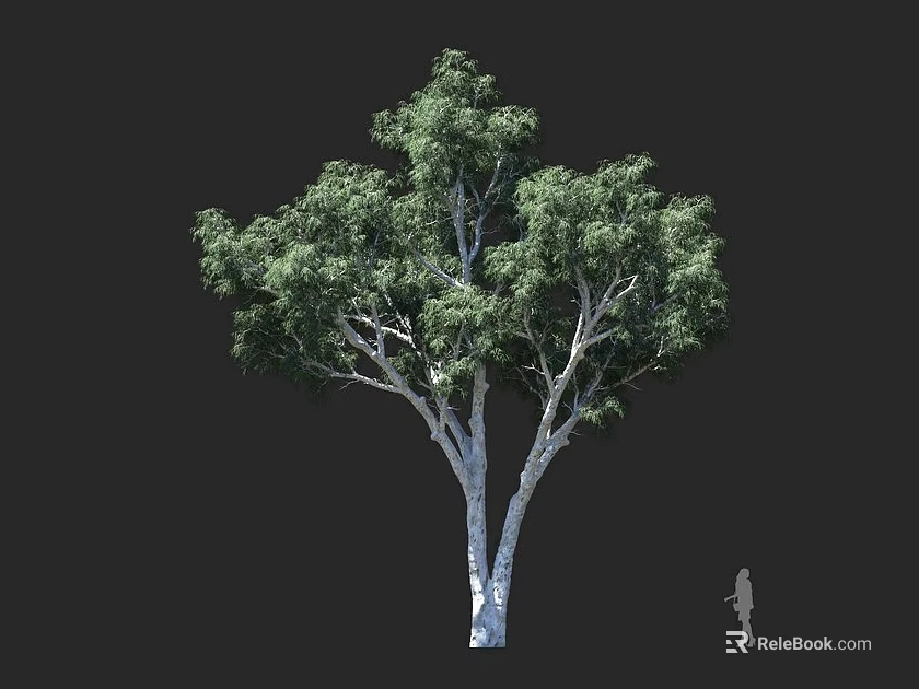Large Tree With White Trunk Lush Green Leaves And Human Figure Showing Height 3d model 