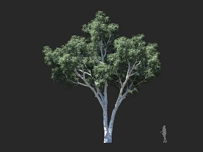 Large Tree With White Trunk Lush Green Leaves And Human Figure Showing Height 3d model